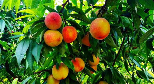 1660197169621639.png 圖片1_副本.png